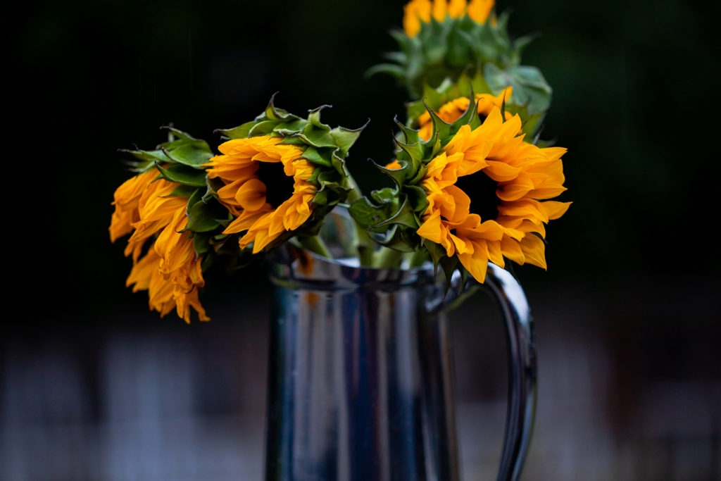 Image is a lifestyle photography photo of sunflowers past their prime in a silver pitcher. The photo was taken by Nellamor Photography and Films to inspire her professional photography logo design by Avenlee Collective. 